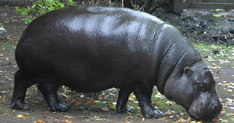 Have You Ever Seen Pygmy Hippos Yet?