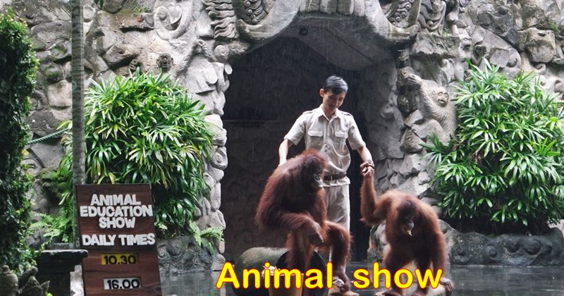 Jungle hopper package ticket with Animal Show