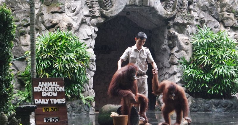 Nature Vacation and Animal Education Show at Bali Safari Park