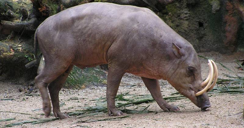 Babirusa is one of Indonesian Collection at Bali Safari Park