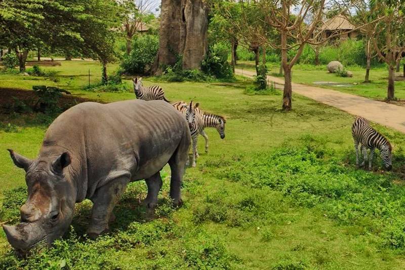 Adventure in Bali Safari Park with African Animals
