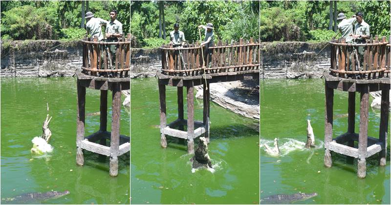 bali safari marine park tickets