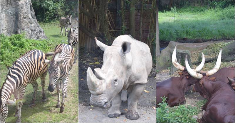 bali-safari-marine-park