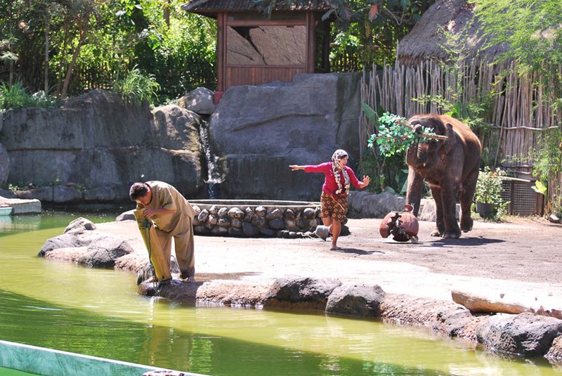 Interesting elephant show