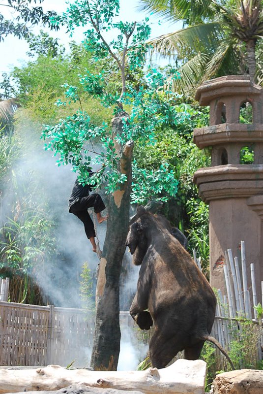 Elephant Show