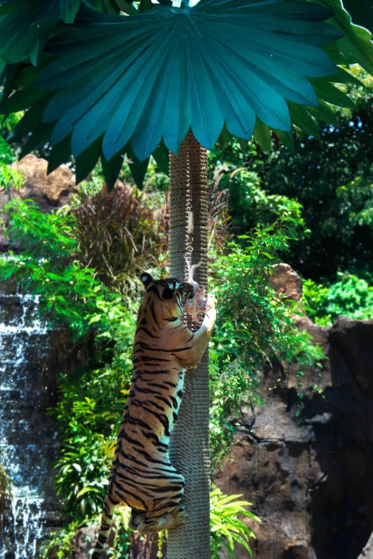 Climbing - Harimau show