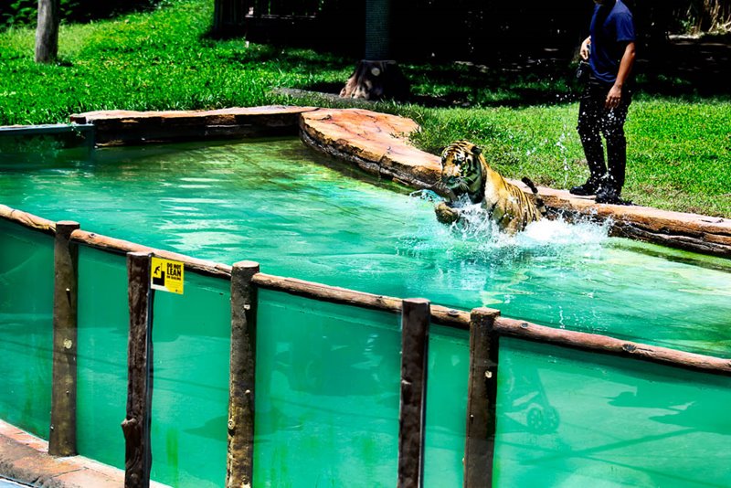 Enjoy A Holiday with Extraordinary Adventure and Watch The Harimau Show at Bali Safari Park