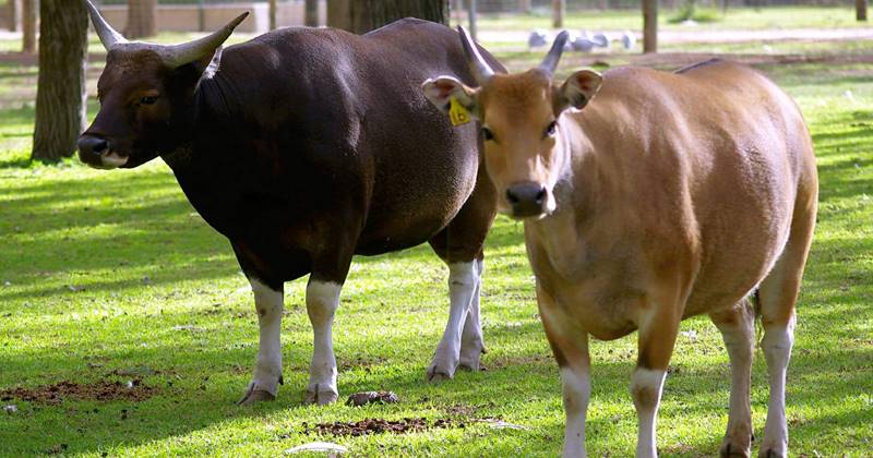 Banteng Bali, Unique Cattle With Majestic Horn 1