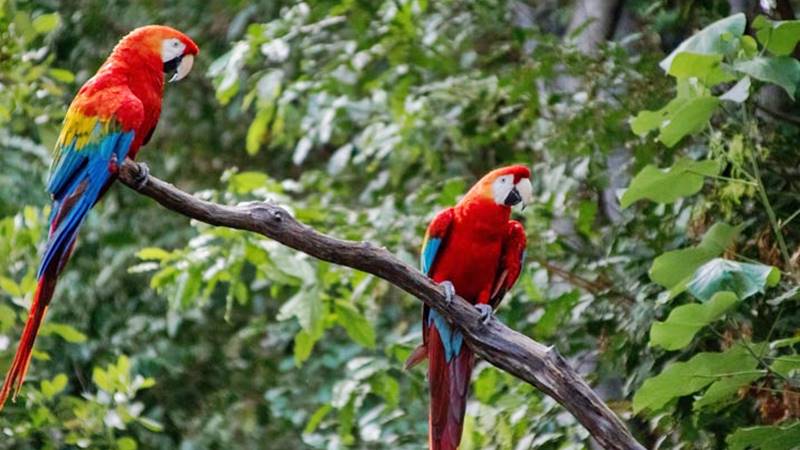Visit Macaw: The New World Parrot in Bali Safari Park 2