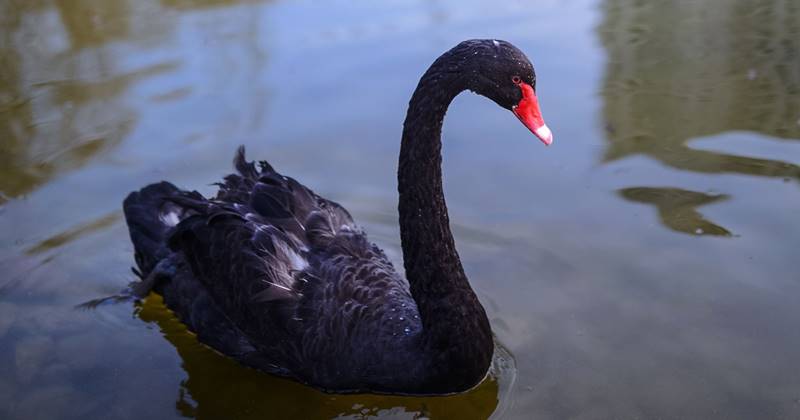 Black Swan, A Unique Waterbird That Attract Admiration 1