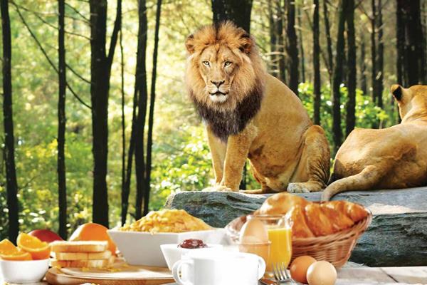 Harga Promo Bali Safari Domestik 11