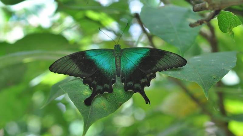 The Guide for Those Who Love Animals that Visiting Bali 2