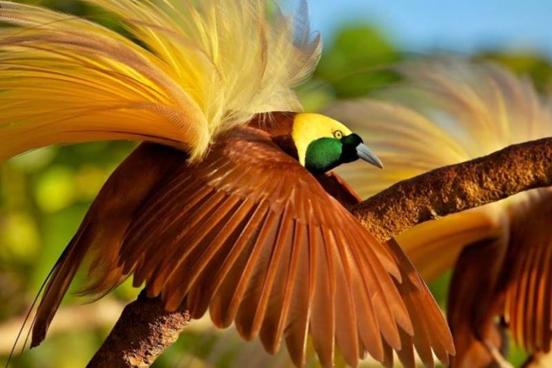 Discover The Beauty of Cendrawasih or Bird of Paradise at Bali Safari Park 4