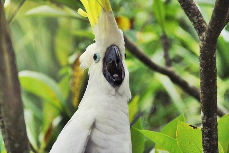 Find The Cockatoo that Become "Actors" from Indonesian Folk Songs at Bali Safari Park 4