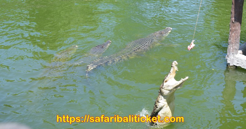 croc-feeding