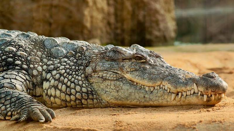 Learn Interesting Facts about Crocodiles at Bali Safari Park 1