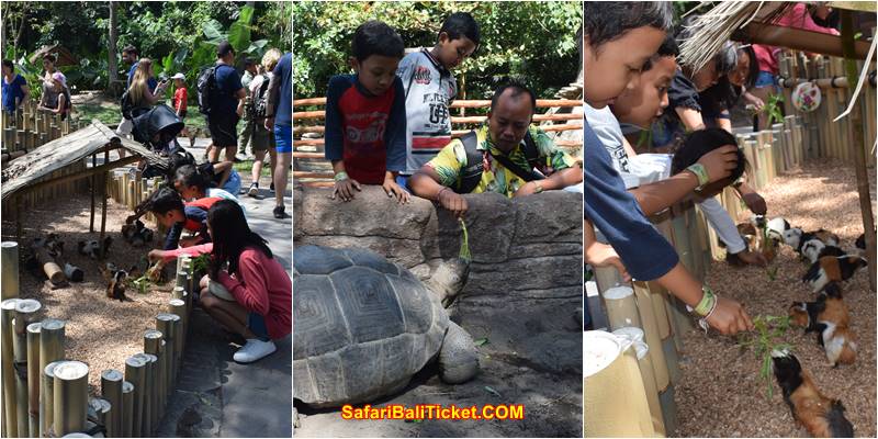 Complete Price List Bali Safari Marine Park and Details Package 2023 2
