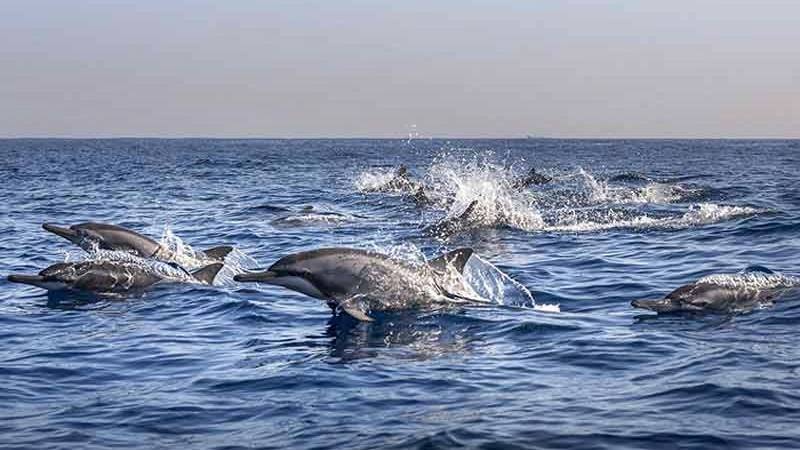Dophin watching at Lovina