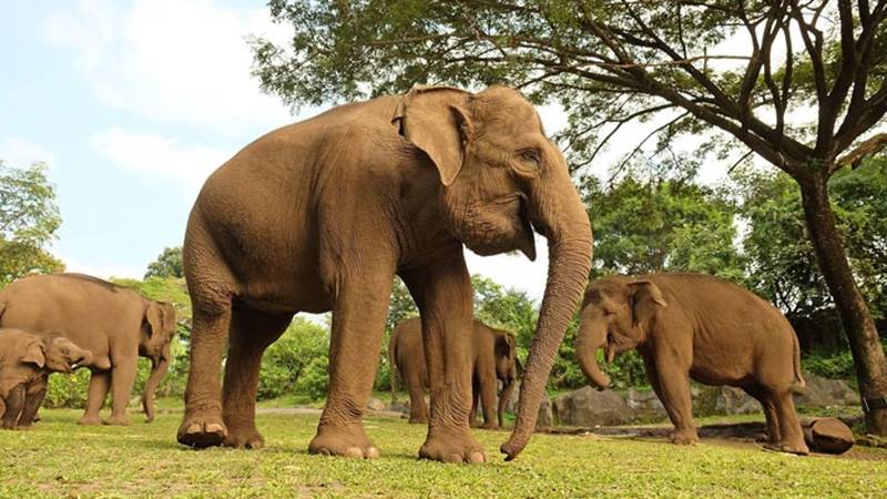 African Elephant: The Loving Giant 5