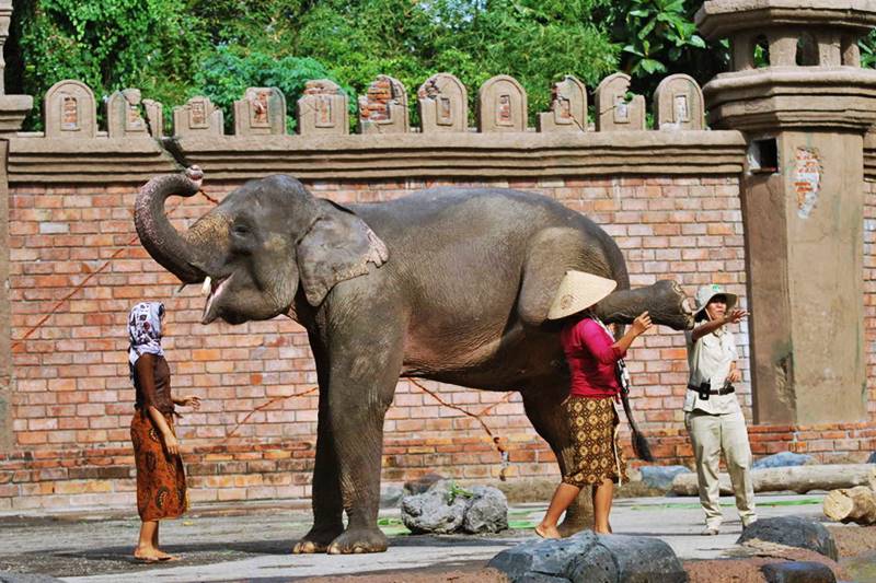 See Elephant Shows and Learn Interesting Facts About Elephants at Bali Safari Park