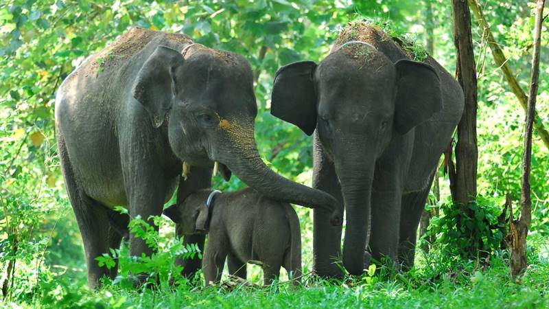 Sumatran Elephant, Beautiful Majestic Animal Under Threats