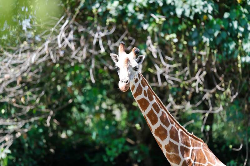 giraffe in wildlife