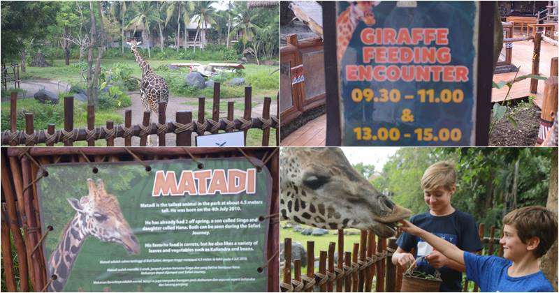 giraffe feeding bali safari and marine park