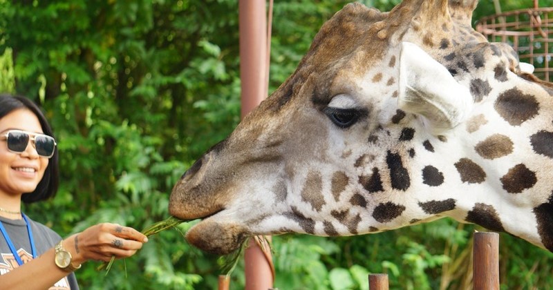 giraffe feeding bali safari marine park