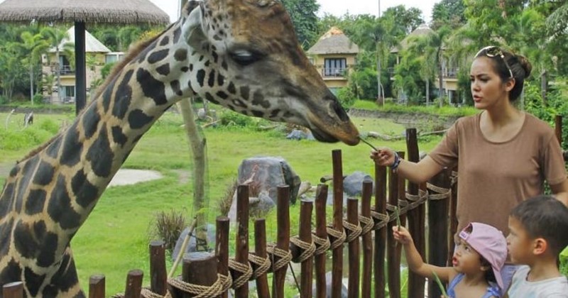 giraffe feeding bali safari park