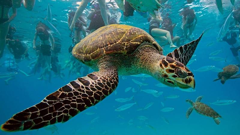 Hawksbill Turtle