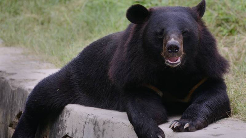 Himalayan Black Bear, The Beast That Could Walk On Both Feet 3