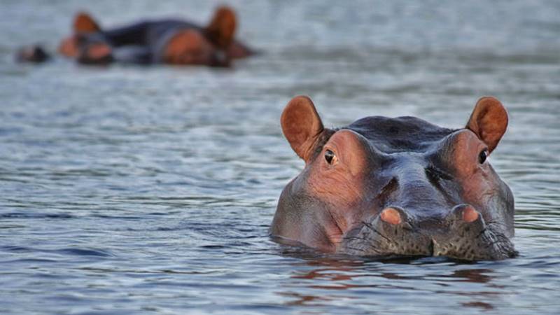 Get To Know More About The Hippopotamus in Bali Safari Park 1