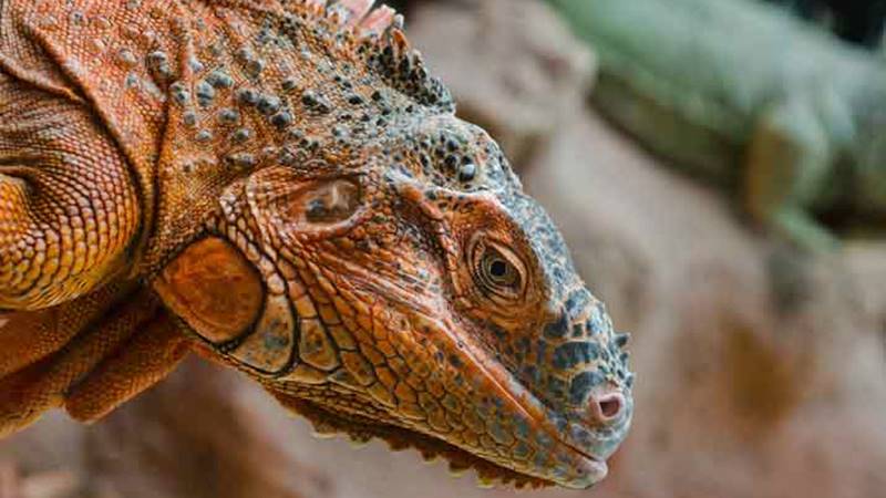 The Trace of Evolution in Reptiles 2