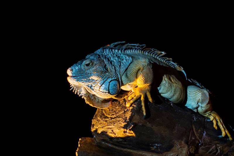 Are You Curious About The Secrets Of The Iguana?
