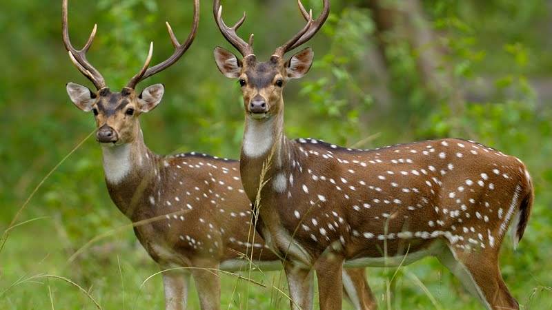 Indian Spotted Deer 4