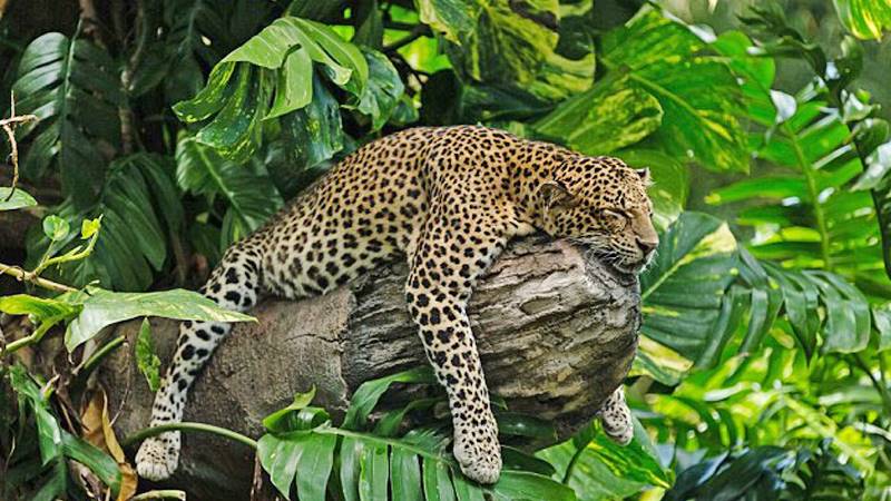Bali Safari Leopard Package