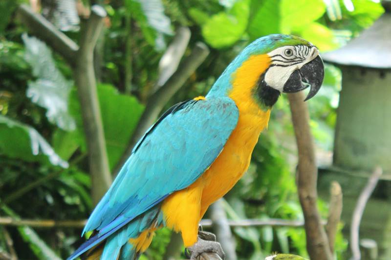 Visit Macaw: The New World Parrot in Bali Safari Park