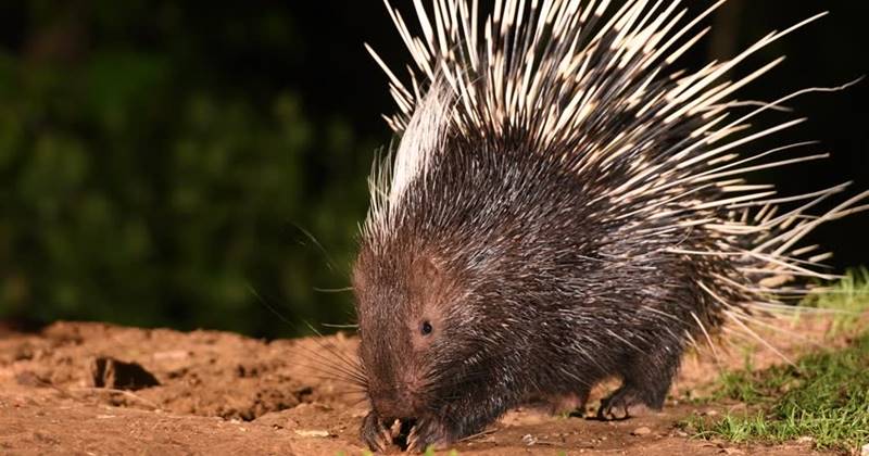 Malayan Porcupine And Its Quills 1