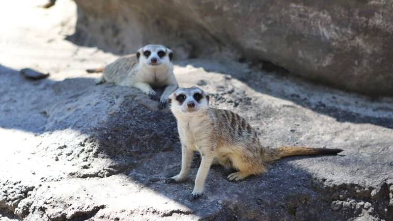 Let’s Meet The Meerkats Personally: The-High Social and Quirky Mammal in Bali Safari Park