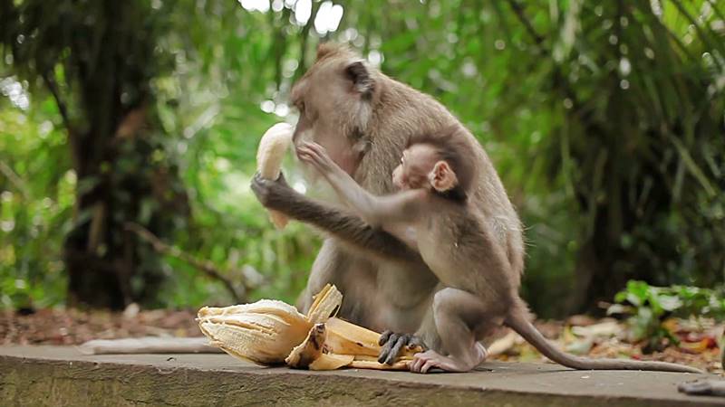 Sacred Monkey Forest in Ubud - Tips for Visitors
