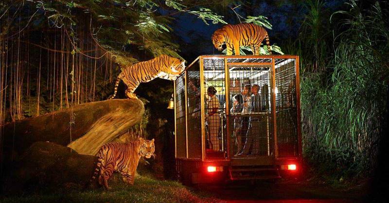 Amazing Night Safari Package Bali Safari Park 3
