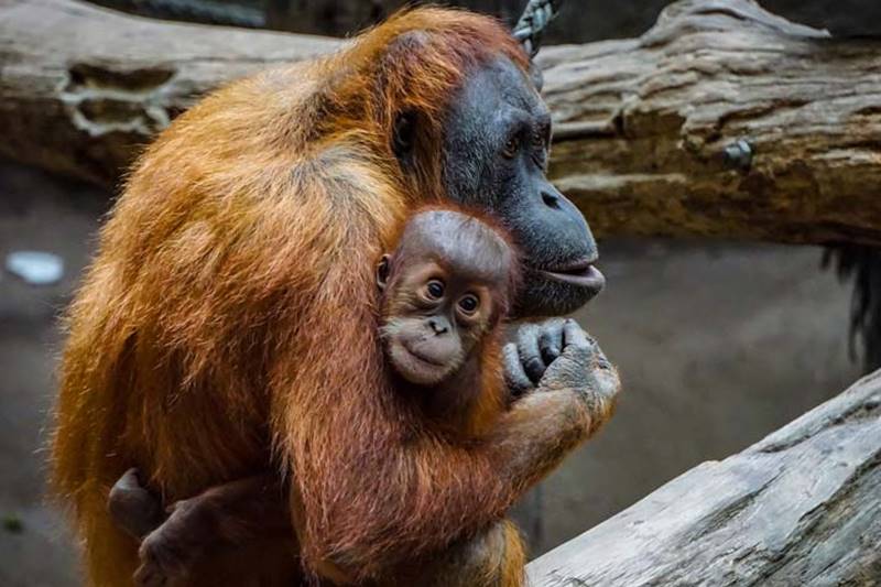 Discover Orangutan "The Man Of The Forest" at Bali Safari Park 1