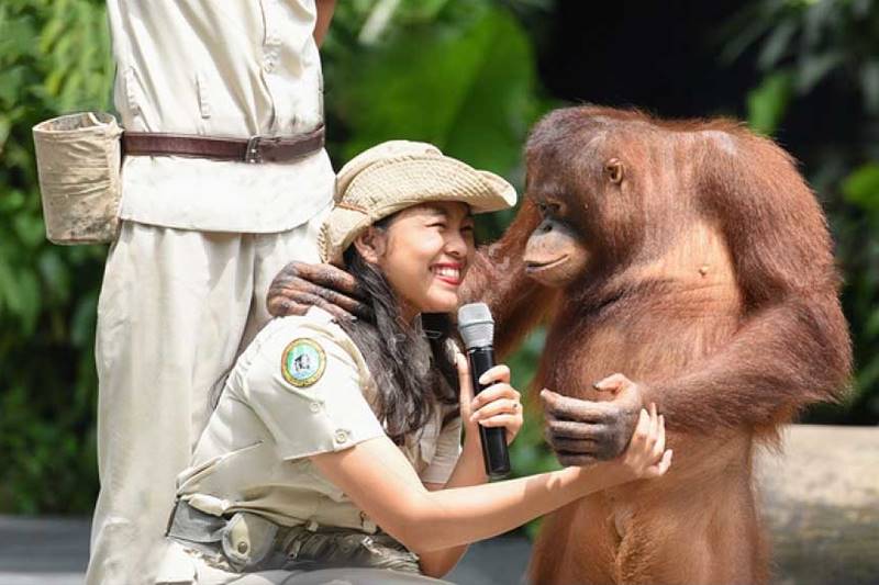 Discover Orangutan 