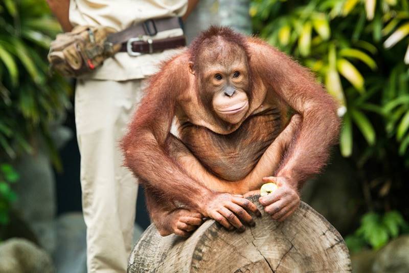 Come To Interact With Native Animals of Indonesia in Bali Safari Park