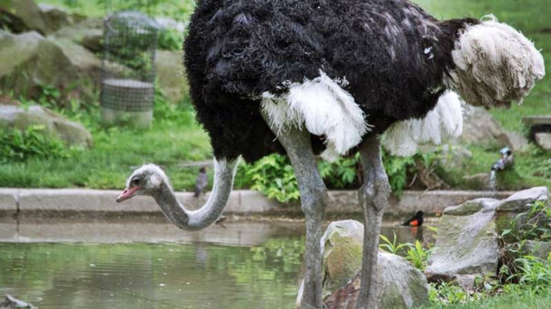 ostrich Bali Safari Park