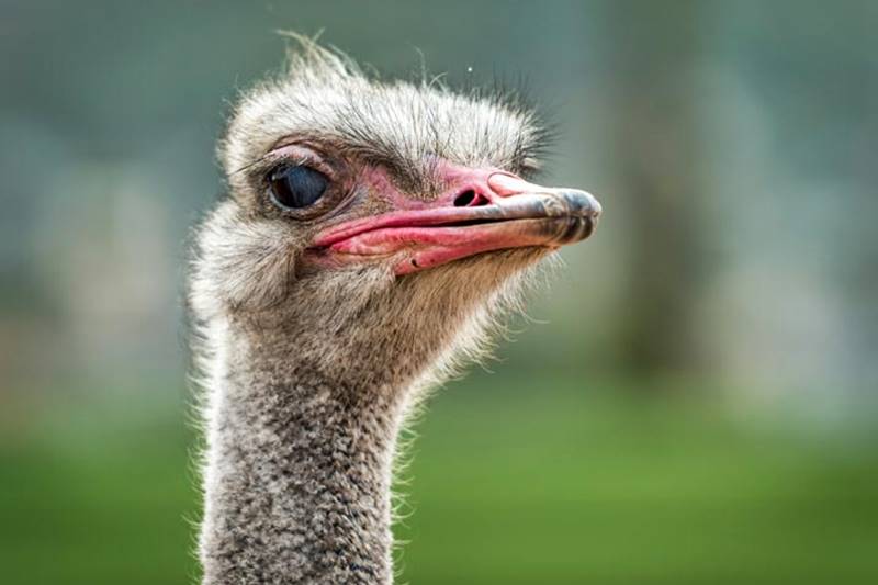 The Actual Facts About Ostrich 1