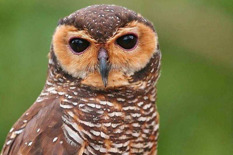 Owl, A Mystical Bird Full of Attraction 1