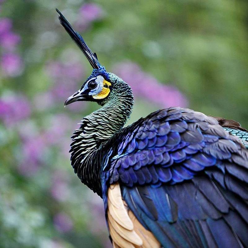 Peacock Bali Safari