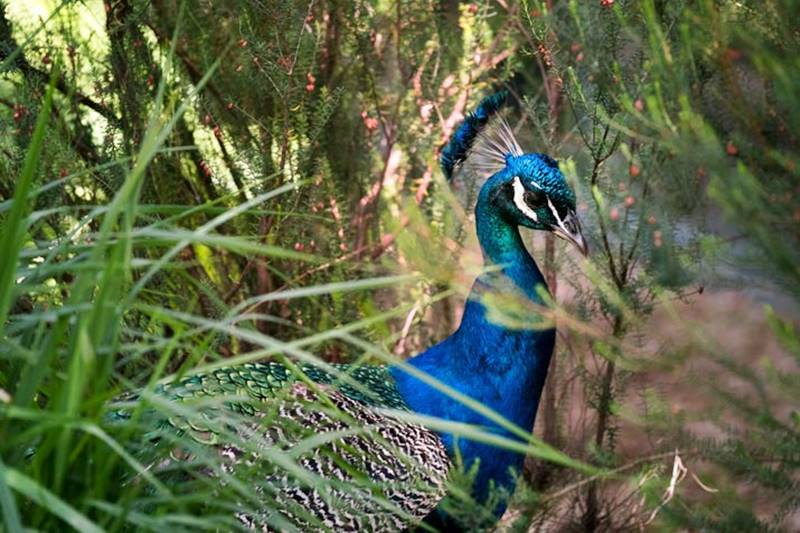 Discover The Beauty of Peafowl (Peacock) of Indonesia