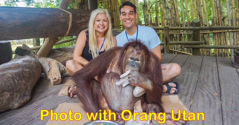 Discover Orangutan "The Man Of The Forest" at Bali Safari Park 2